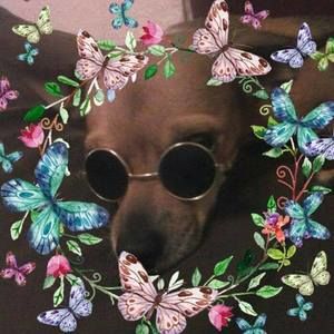 Meet your Posher, Gracie